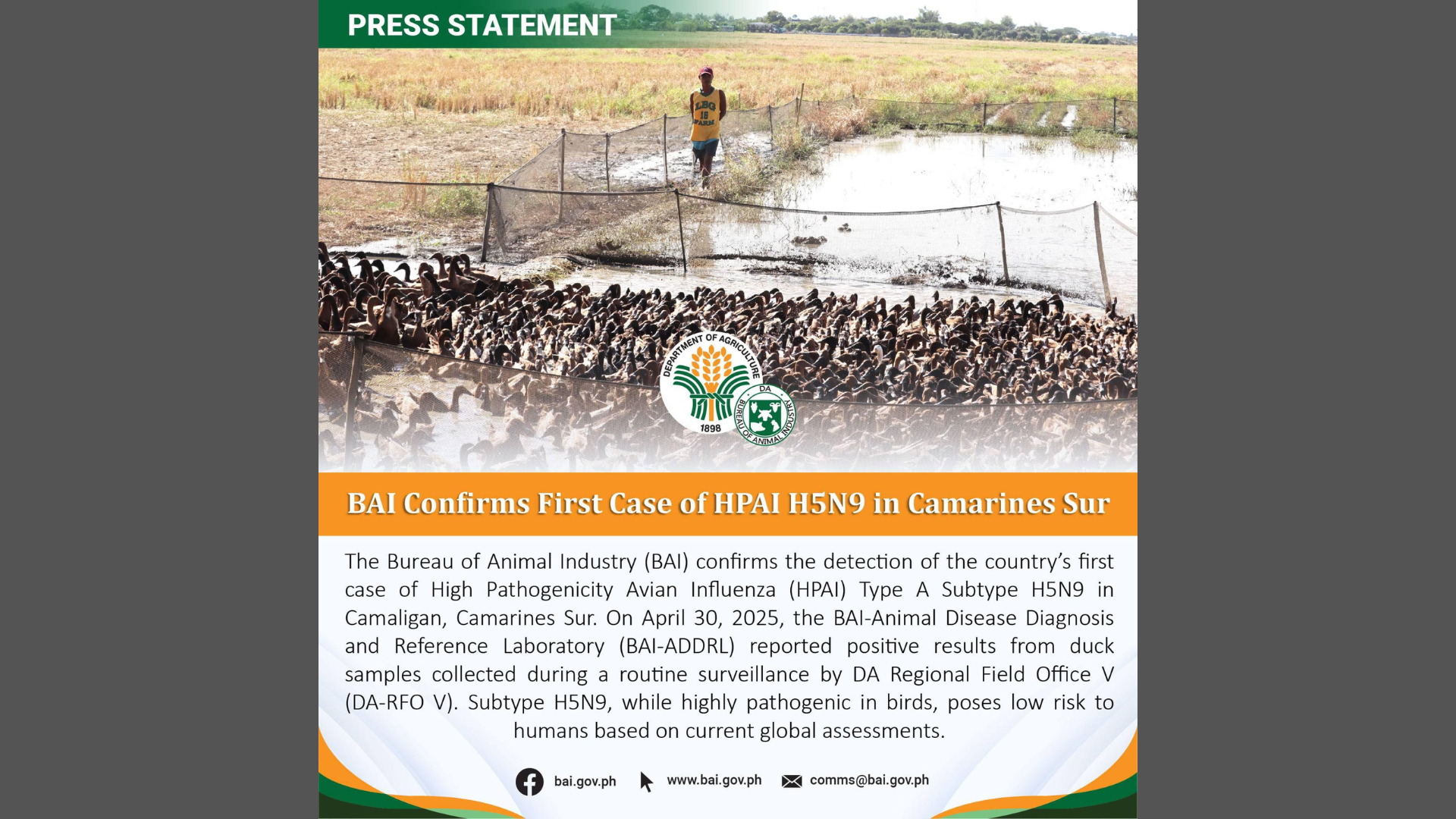Unang kaso ng highly pathogenic na H5N9 naitala sa CamSur