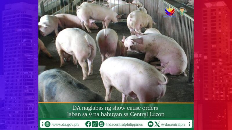 9 na babuyan sa Central Luzon inisyuhan ng show cause order ng BAI