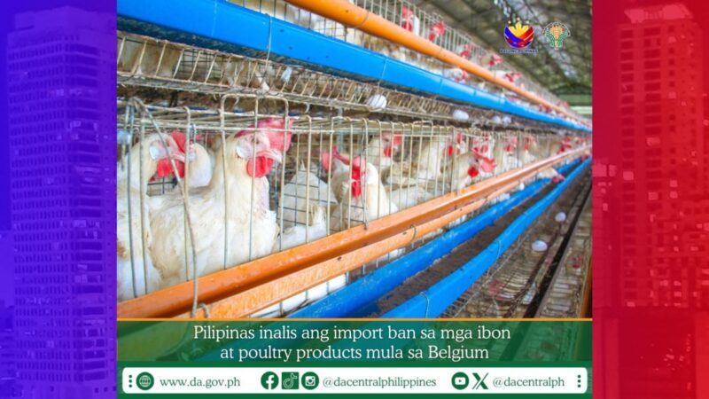 Pag-iral ng temporary ban sa importasyon ng domestic at wild birds mula Begium, binawi na ng DA