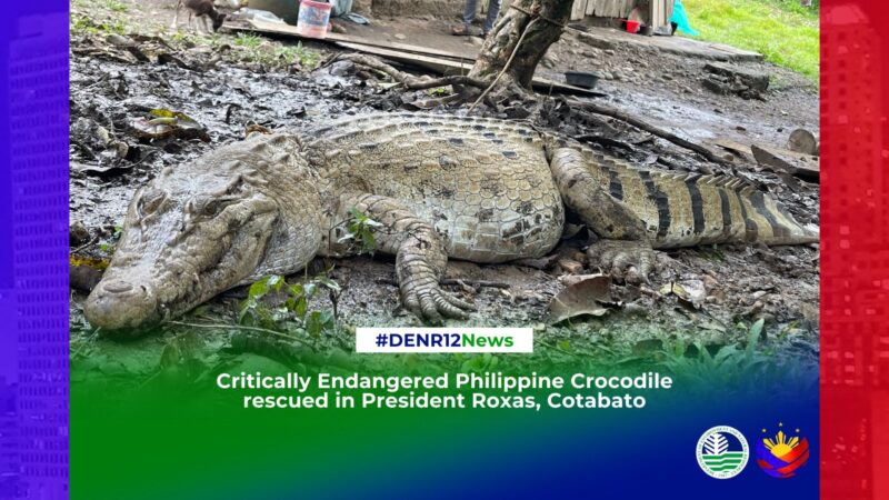 Critically endangered Philippine Crocodile nailigtas sa Kidapawan City