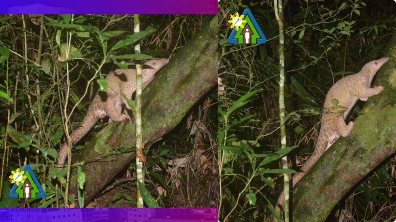 Nailigtas na Palawan Pangolin naibalik na sa wild