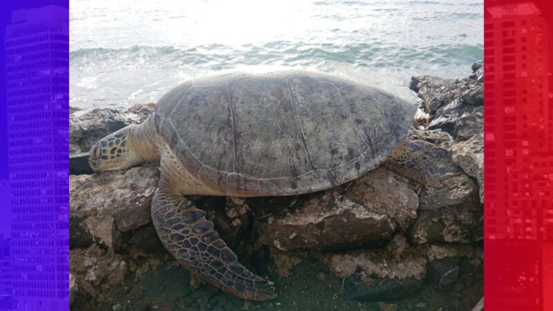 Green Sea Turtle natagpuang patay sa Roxas City, Capiz matapos makalunok ng plastic