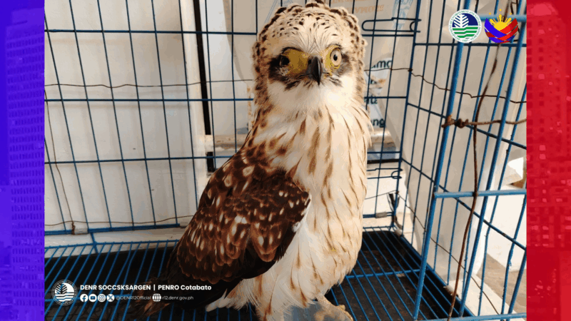 Serpent eagle na inatake ng uwak nailigtas sa Kidapawan City