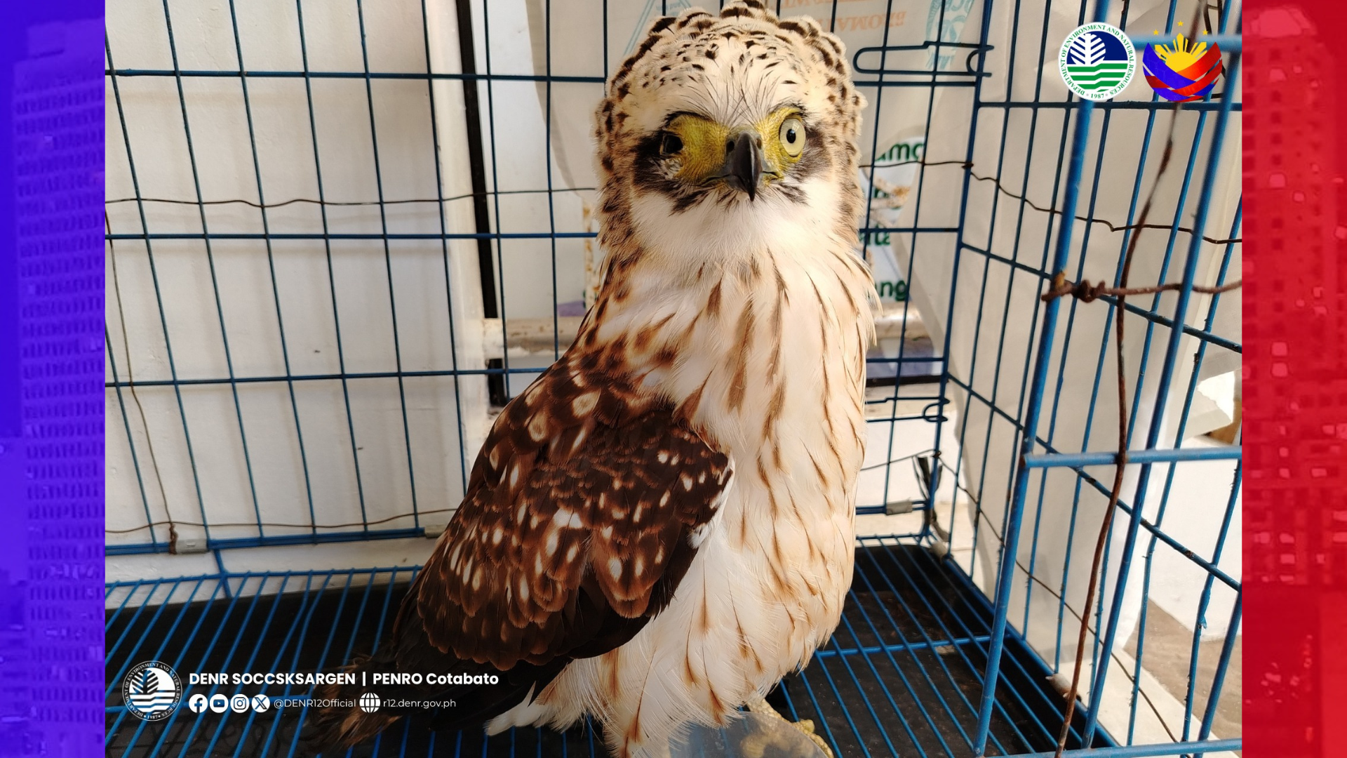 Serpent eagle na inatake ng uwak nailigtas sa Kidapawan City