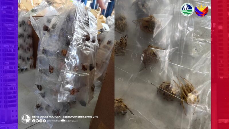 Halos 2,000 Barn Spiders nakumpiska sa GenSan Airport