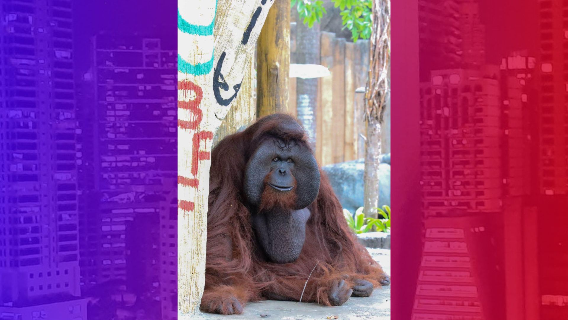 Pinakamatandang Orangutan sa Avilon Zoo, pumanaw na