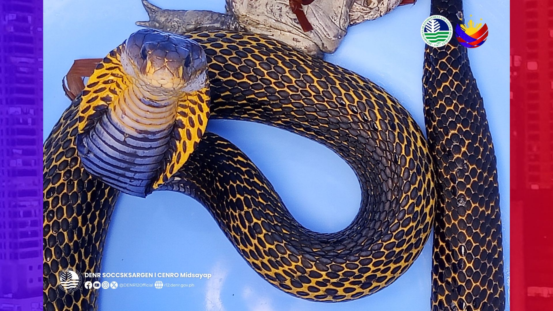 Samar Cobra ligtas na naibalik sa wild matapos mahuli sa Cotabato