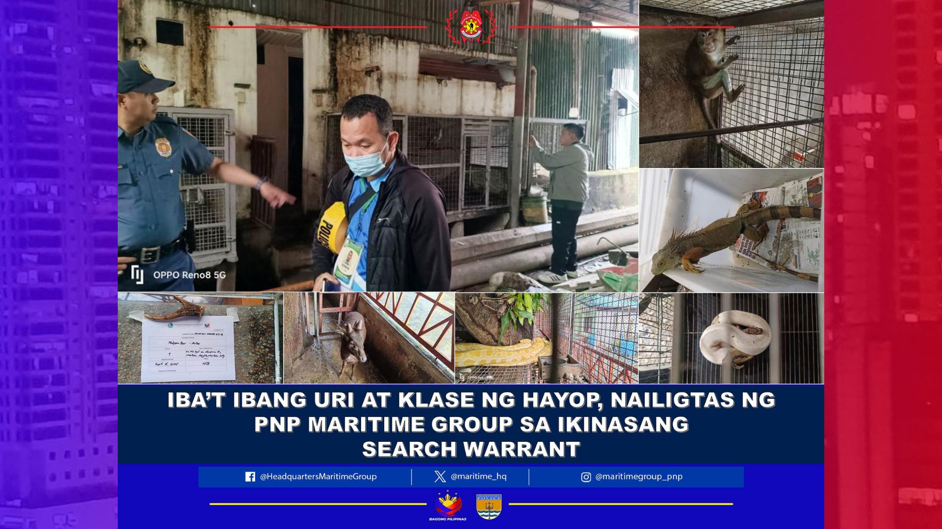 Phyton, Usa, Iguana at iba pang uri ng hayop ilegal na itinatago sa isang bahay sa Marikina