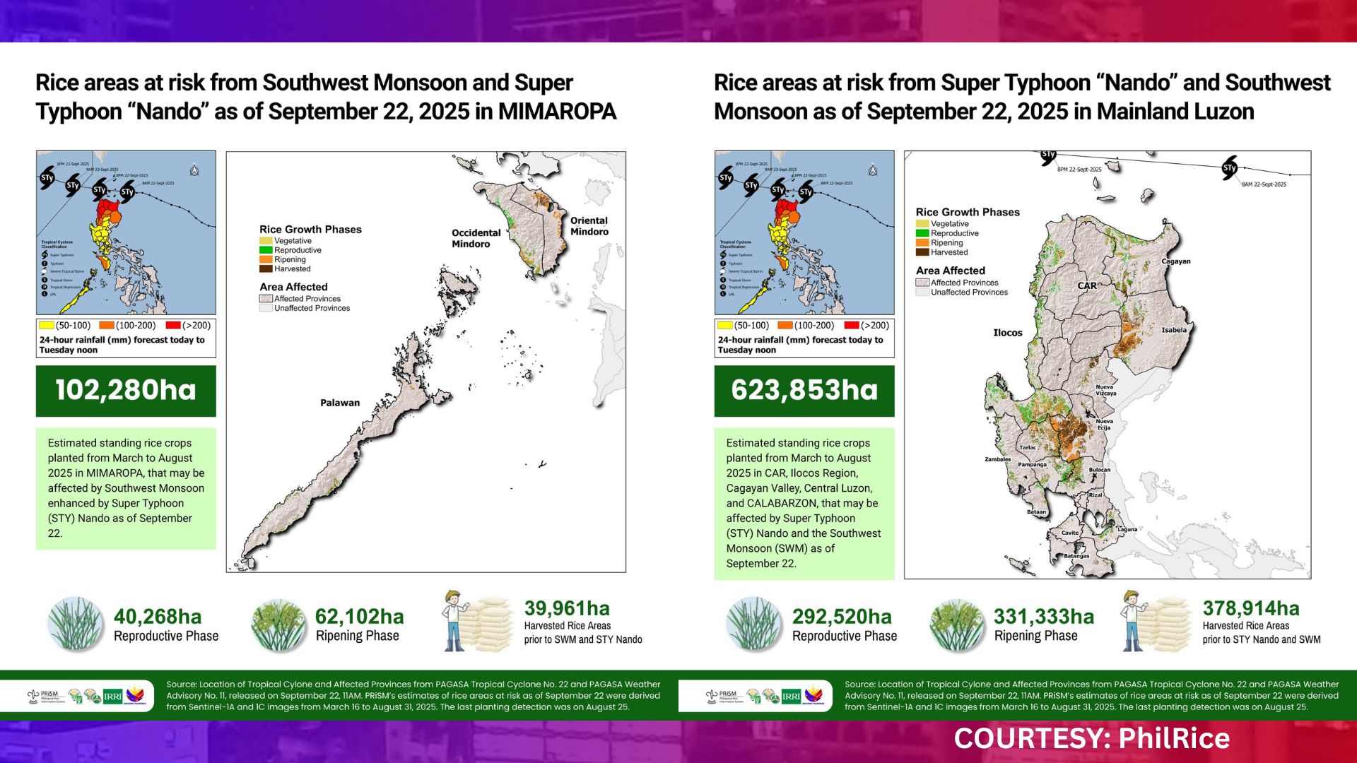 Mahigit 726,000 ektarya ng palayan maaapektuhan ng bagyo at Habagat
