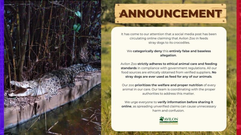 Avilon Zoo itinangging stray dogs ang pinakakain nila sa mga alagang buwaya
