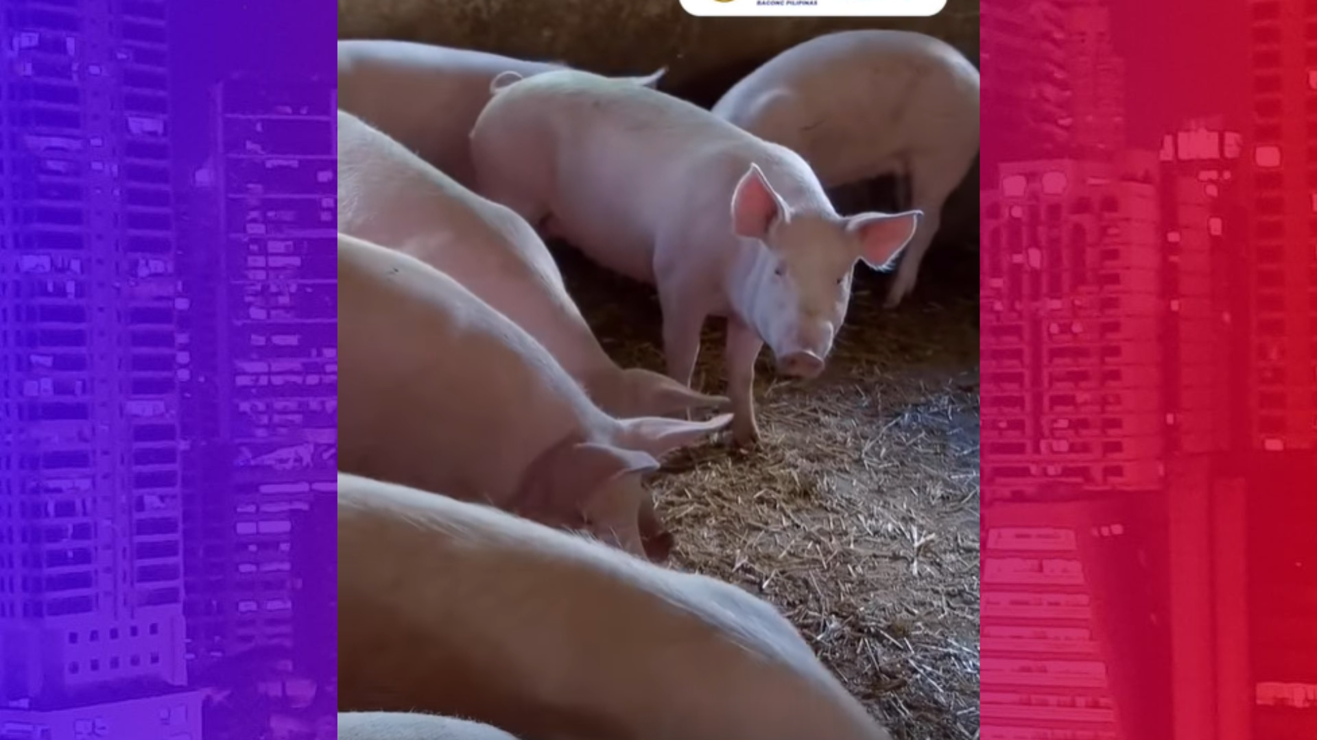 Karneng baboy ligtas kainin; ASF hindi nakakaapekto sa tao