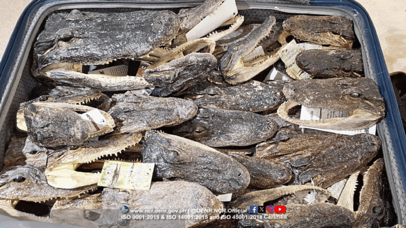 Higit 30 bungo ng buwaya nakumpiska sa dayuhang pasahero sa NAIA