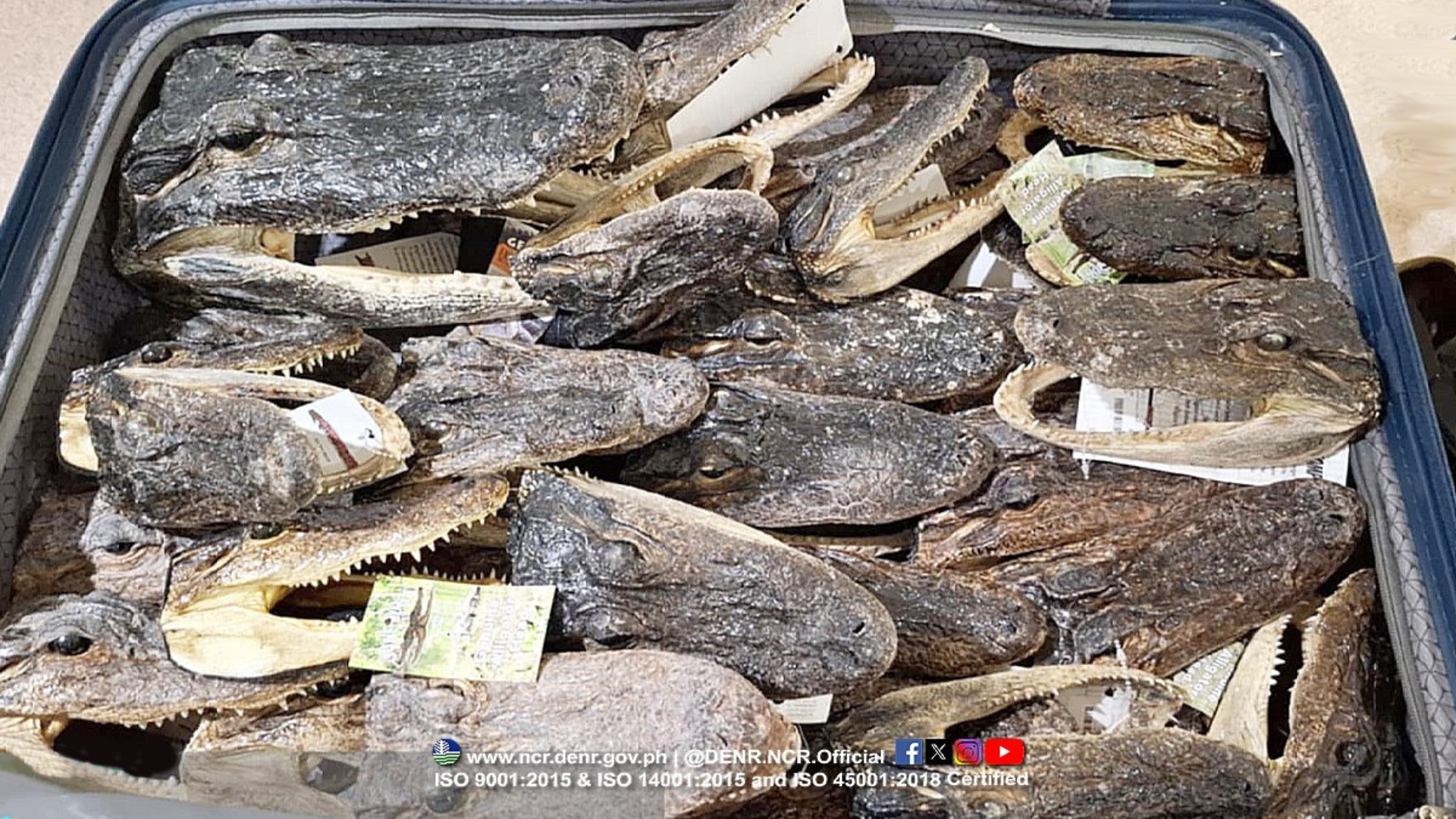 Higit 30 bungo ng buwaya nakumpiska sa dayuhang pasahero sa NAIA