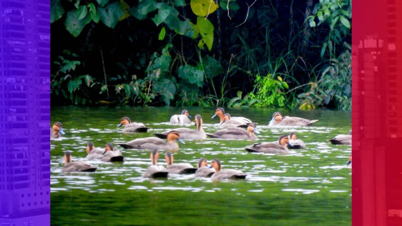 Waterbird population sa Santa Marcela Wetlands sa Apayao higit triple ang itinaas