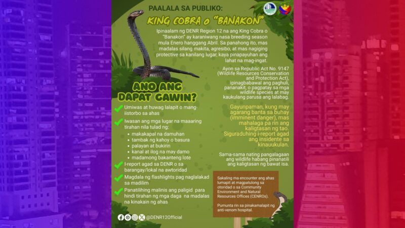 Pag-atake ng King Cobra sa Region 12 napapadalas