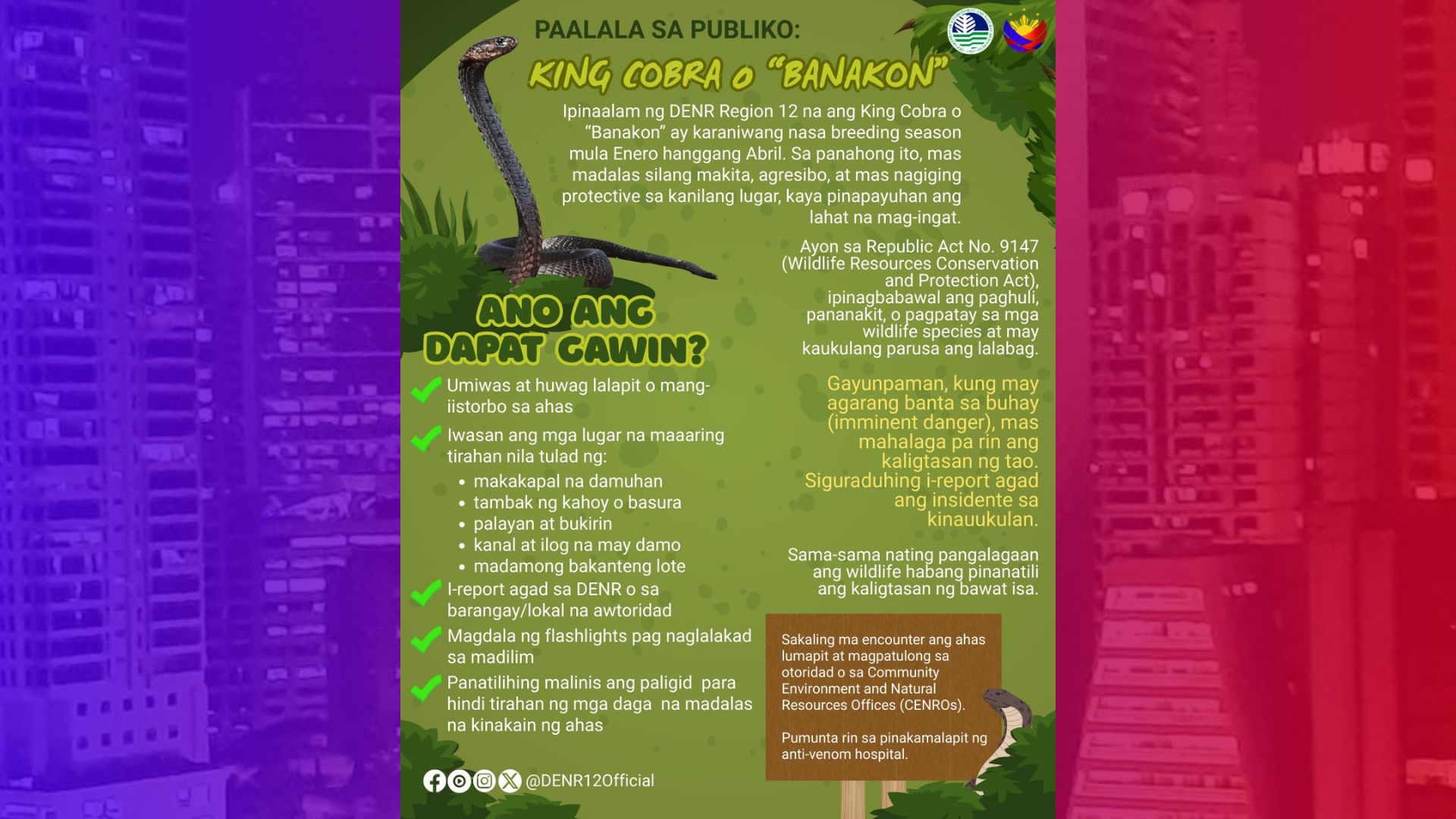 Pag-atake ng King Cobra sa Region 12 napapadalas