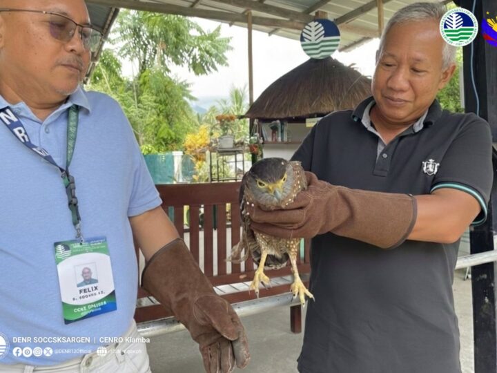 Serpent Eagle nailigtas sa Sarangani