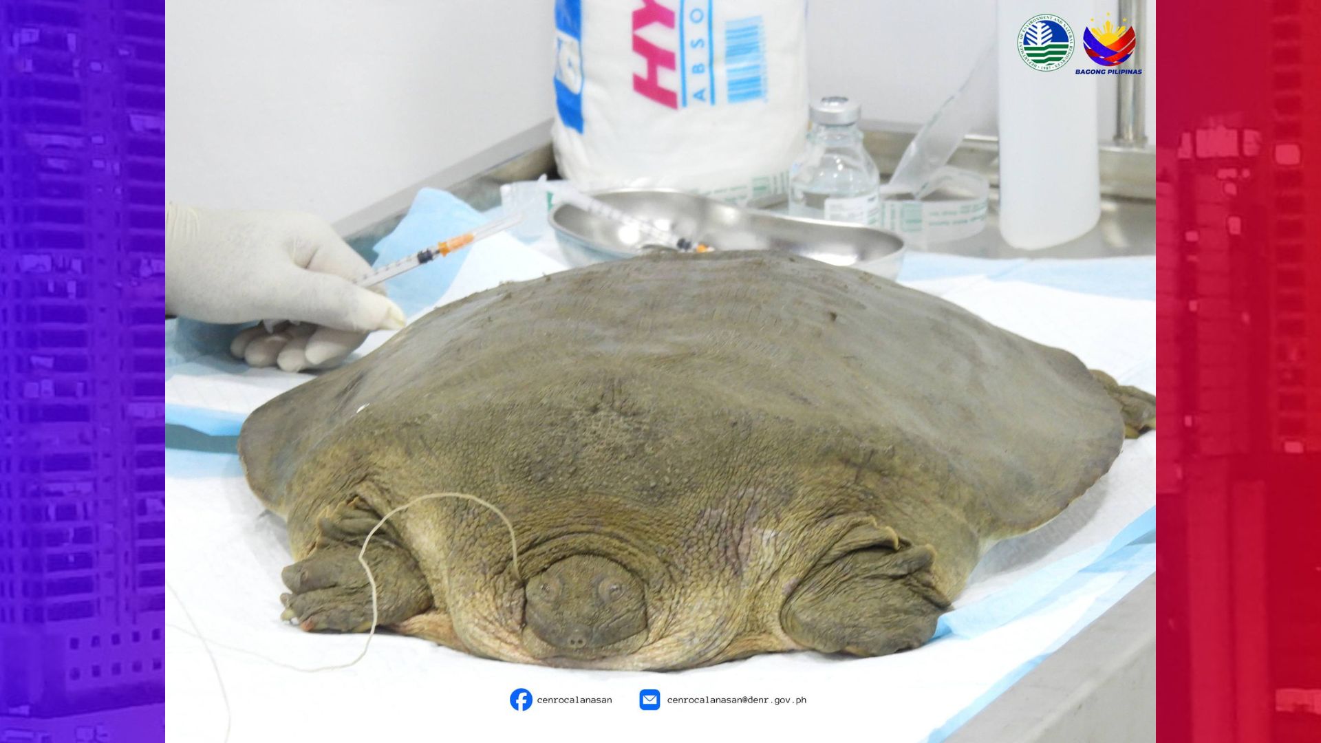 Critically Endangered na uri ng pagong nailigtas sa Apayao