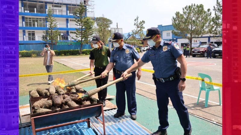 P7.4M na halaga ng mga nakumpiskang marijuana sa Benguet, winasak