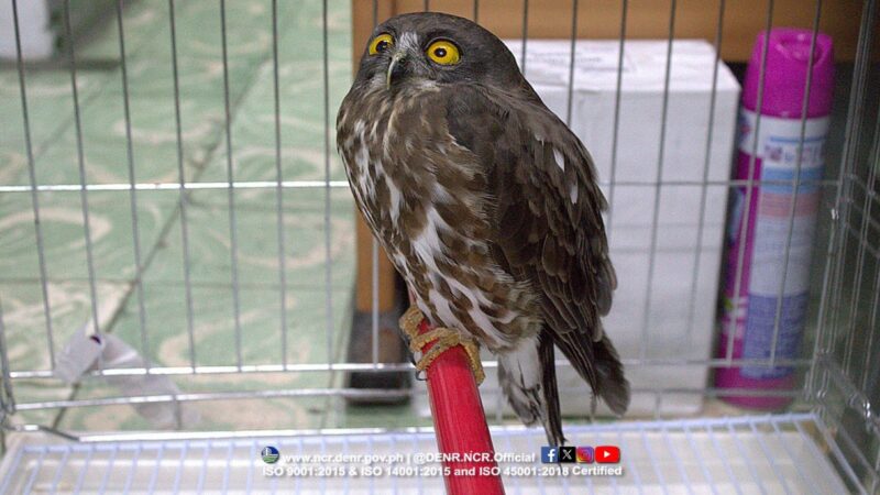 Kuwago nailigtas matapos makapasok sa Makati City Hall