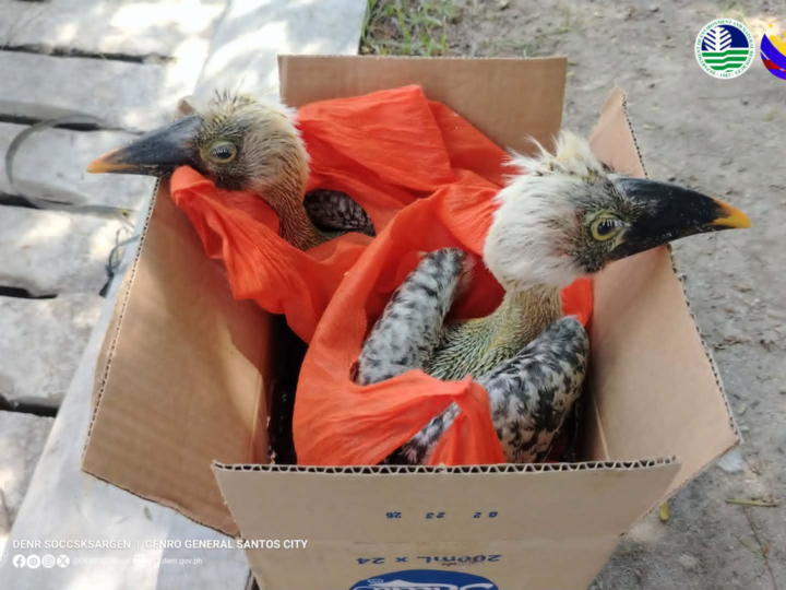 Endangered Hornbills na-rescue sa GenSan