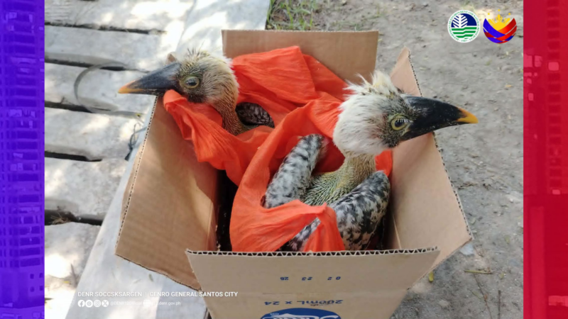 Endangered Hornbills na-rescue sa GenSan