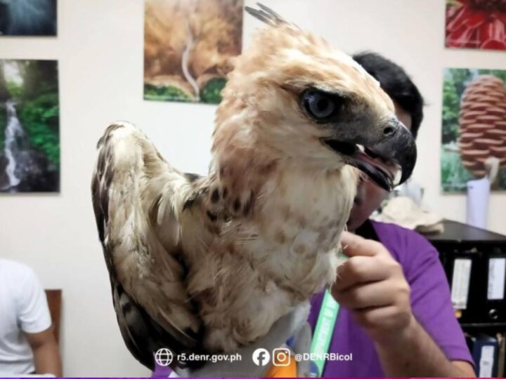 Sugatang PH Hawk Eagle nasagip sa Sorsogon