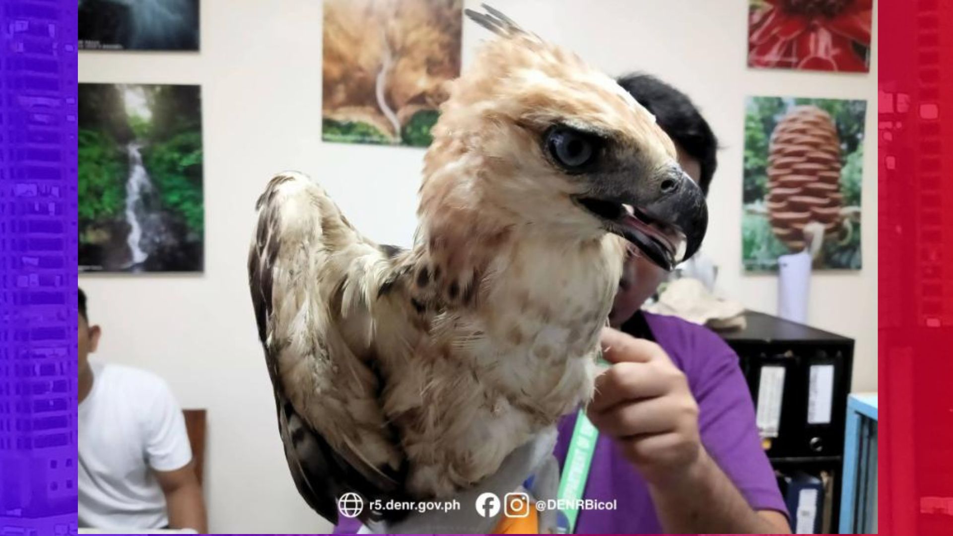 Sugatang PH Hawk Eagle nasagip sa Sorsogon
