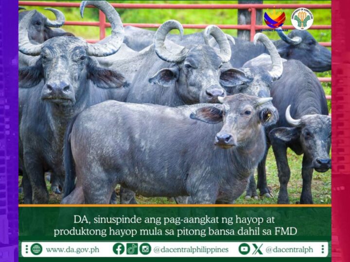 DA nagpatupad ng import ban sa mga hayop mula s apitong bansa dahil sa FMD