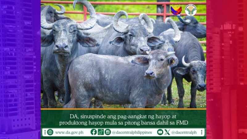 DA nagpatupad ng import ban sa mga hayop mula s apitong bansa dahil sa FMD