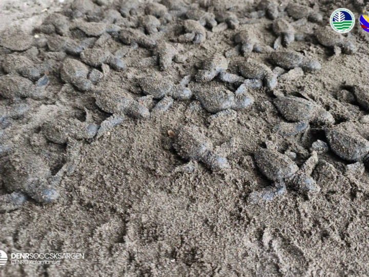 56 newley-hatched Olive Ridley pinakawalan sa baybayin ng Sultan Kudarat