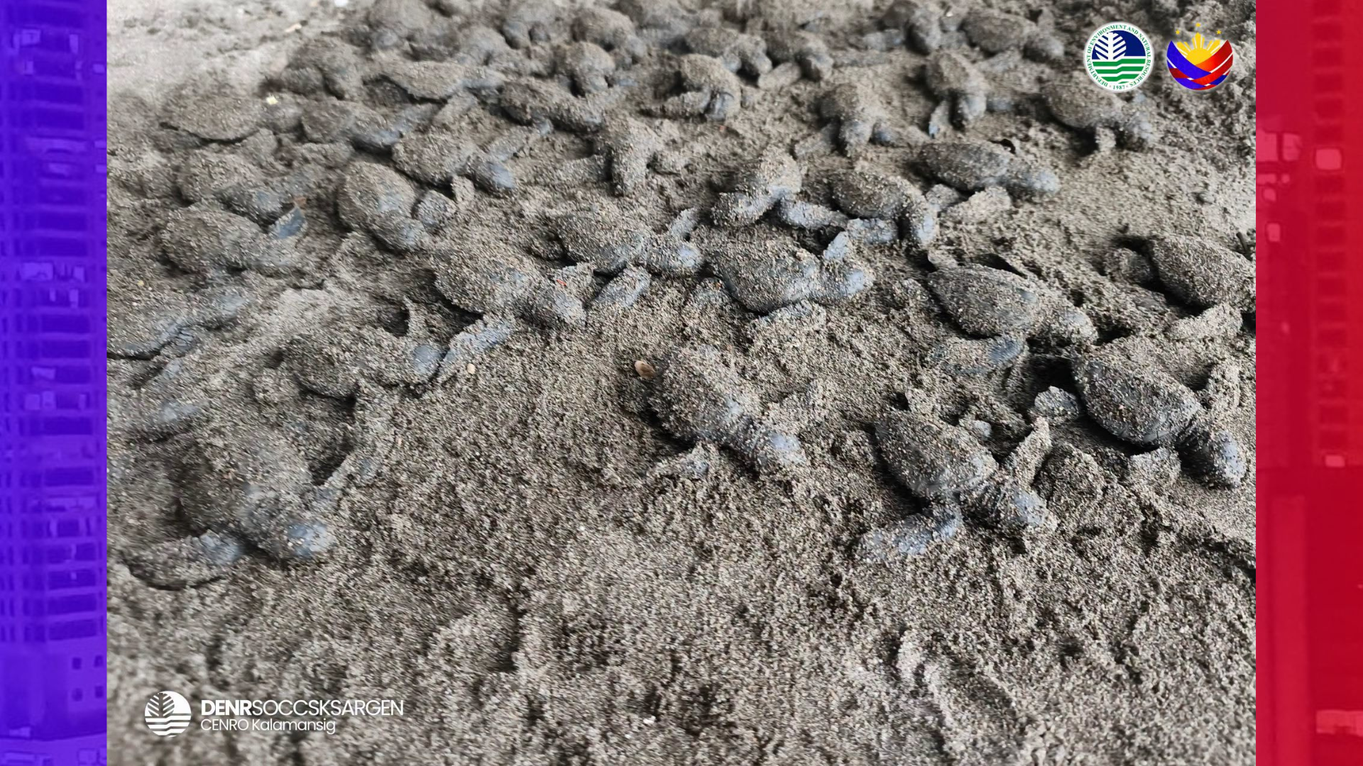 56 newley-hatched Olive Ridley pinakawalan sa baybayin ng Sultan Kudarat