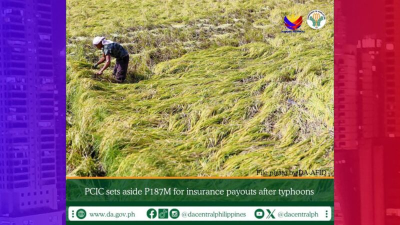 PCIC magbabayad ng P187M na halaga ng insurance para sa mga magsasakang naapektuhan ng mga bagyo at Habagat