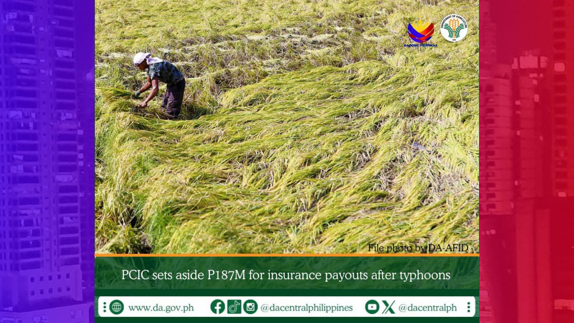 PCIC magbabayad ng P187M na halaga ng insurance para sa mga magsasakang naapektuhan ng mga bagyo at Habagat